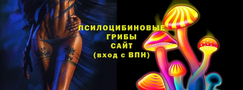 Псилоцибиновые грибы Psilocybe  Дальнегорск 